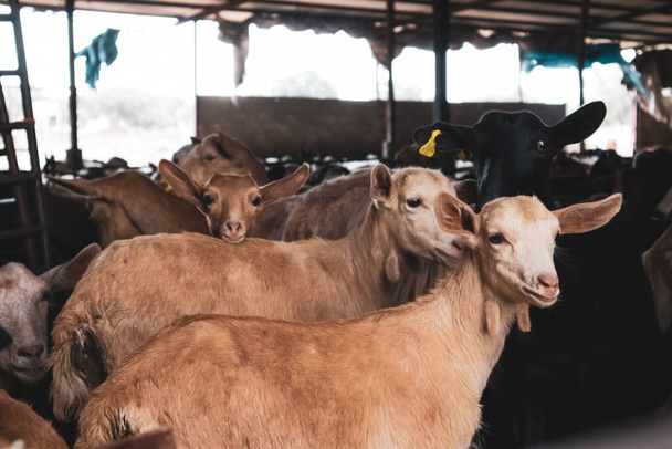 A herd of rams, wooly sheep, lambs in a pen in a stall on the farm. Livestock, farming concept. Domesticated animals ungulates, cattle. Rural farm, livestock stockyard. Crowded pens in a village.  - Photo, Image
