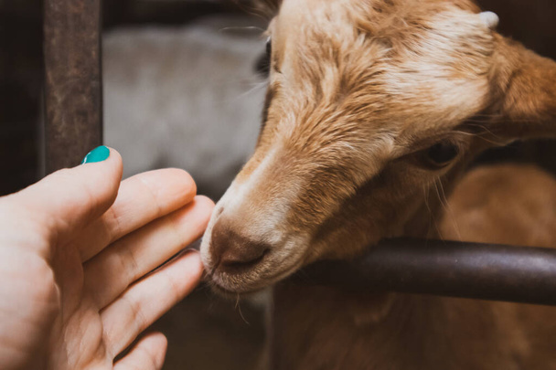 Een klein roodbruin schaap ruikt aan de hand van een vrouw met een groene manicure. Menselijk contact met landbouwhuisdieren. Een leuk dierenportret. Een muilkorf van een geit op vee. Vrouw strelende geit, schapen. Landelijk leven - Foto, afbeelding