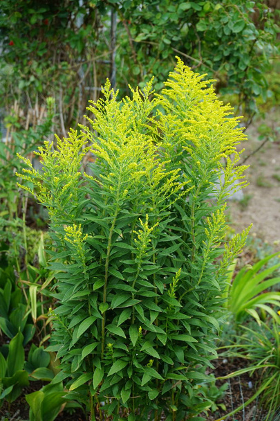Solidago canadensis blooms in July. Solidago canadensis, Canada goldenrod or Canadian goldenrod, is an herbaceous perennial plant of the family Asteraceae. Berlin, Germany - Photo, Image