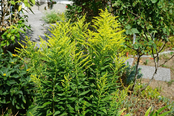 Solidago canadensis blooms in July. Solidago canadensis, Canada goldenrod or Canadian goldenrod, is an herbaceous perennial plant of the family Asteraceae. Berlin, Germany - Photo, Image