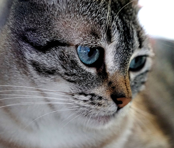 portrét roztomilé kočky - Fotografie, Obrázek