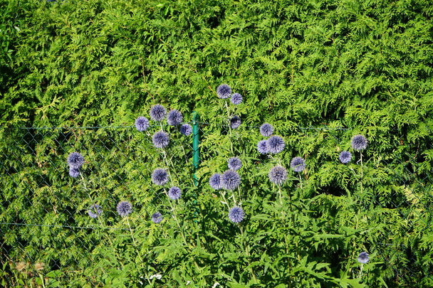 Echinops bannaticus "Blue Globe" цветет в июле. Echinops bannaticus, известный как голубой глобус-чертополох, является одним из видов цветущих растений семейства Asteraceae. Берлин, Германия  - Фото, изображение