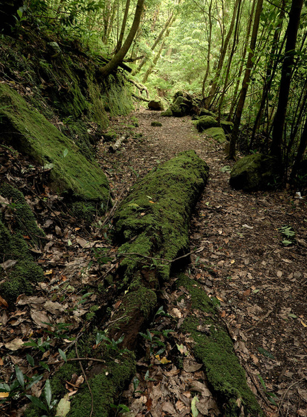 Yazın ormanda yol - Fotoğraf, Görsel