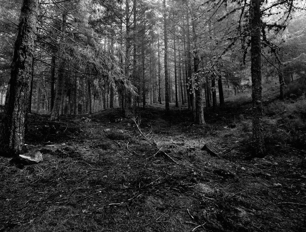 černá a bílá fotografie stromu - Fotografie, Obrázek
