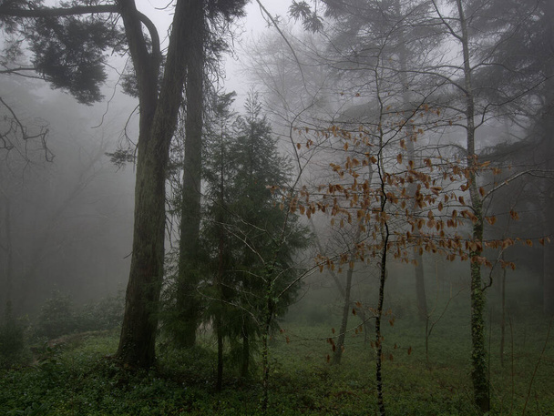 krásná podzimní krajina se stromy a listy - Fotografie, Obrázek