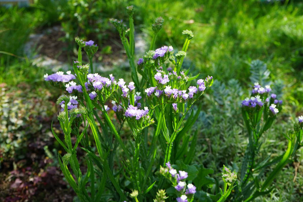 Limonium sinuatum, syn. wavyleaf sea lavender, statice, sea lavender, notch leaf marsh rosemary, sea pink, é uma espécie de planta mediterrânea da família Plumbaginaceae. Berlim, Alemanha  - Foto, Imagem