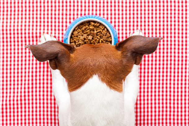 dog food bowl - Foto, imagen