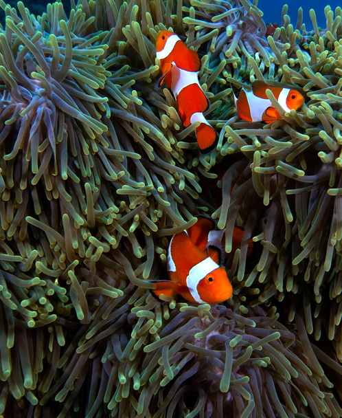 Tre falsi clown anemonefish su anemone Boracay Island Filippine - Foto, immagini