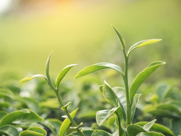 Green tea tree leaves field young tender bud herbal Green tea tree in camellia sinensis organic farm. Close up Fresh Tree tea plantations mountain green nature in herbal farm plant background morning - Photo, Image