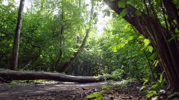Natures Fitness Haven: Plus-Size-Läufer auf dem Weg in den Wald Gewichtsverlust und aktives Leben. Hochwertiges 4k Filmmaterial - Filmmaterial, Video