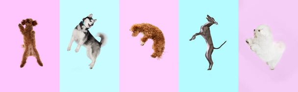 Pastel gül ve mavi arka planda zıplayan köpeklerden oluşan yaratıcı sanat kolajı. Arkadaşlık kavramı, evcil hayvanlar, aşk, hayvan hayatı.. - Fotoğraf, Görsel