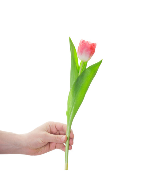 red tulip flower and a human hand on a white background isolated - Фото, зображення