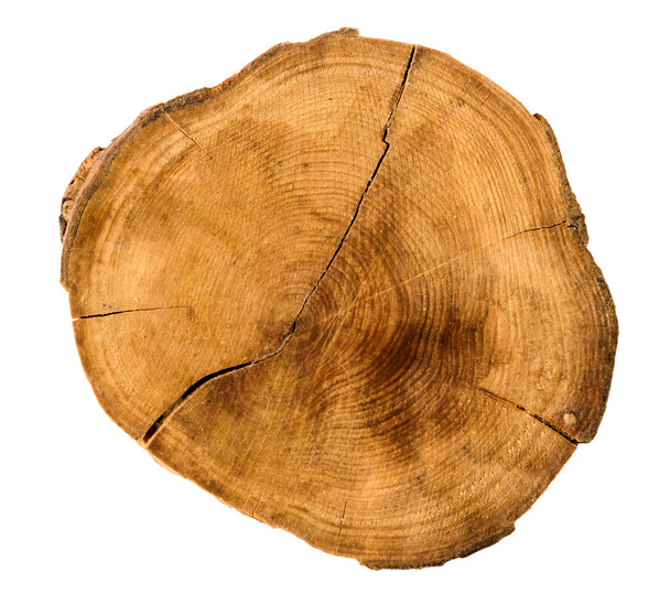 Annual tree growth rings of the cross-section of a tree trunk isolated on white - Photo, Image