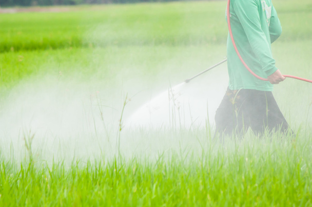 agriculteur pulvérisation de pesticides dans la rizière
 - Photo, image