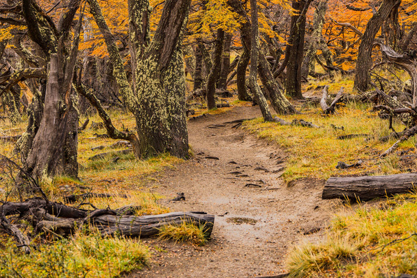 Los Glaciares Ulusal Parkı, Arjantin, Patagonya, Güney Amerika 'daki El Chalten yakınlarındaki sonbahar ormanlarında manzaralı yürüyüş yolu boyunca nemli ağaçlar. - Fotoğraf, Görsel