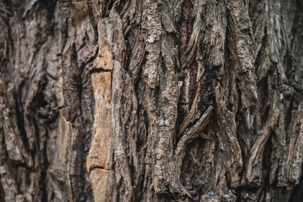 Ağaç kabuğu dokusuna yakın çekim, makro fotoğrafçılık - Fotoğraf, Görsel