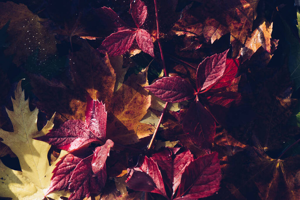 Rosso e arancione autunno lascia sfondo. All'aperto. Immagine backround colorata di foglie autunnali cadute perfetta per uso stagionale
. - Foto, immagini