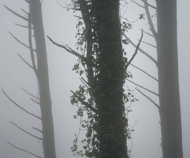 a low angle shot of a tree branches covered in fog - Photo, Image