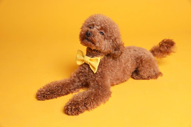 Cute Maltipoo dog with yellow bow tie on neck against orange background - Photo, image