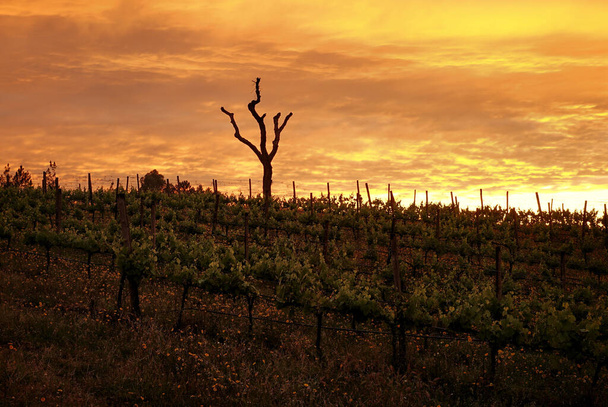 sunset at the vineyard in the countryside - Photo, Image