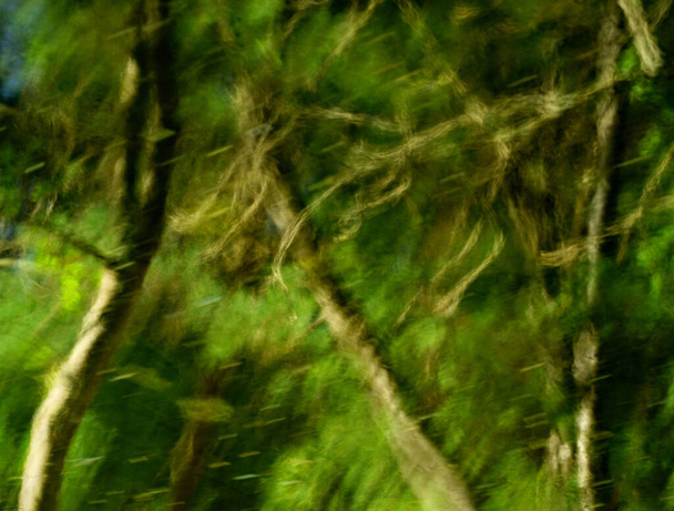 abstract background of blurred green forest with bokeh. - Photo, Image