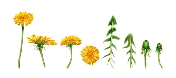 Collezione di denti di leone acquerello. Illustrazione botanica con fiori di tarassaco giallo, foglie verdi, bocciolo per stampe tessili design, decorationg, scrapbooking - Foto, immagini