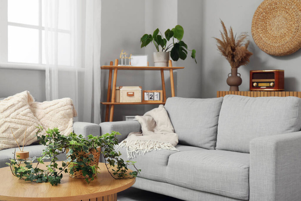 Stijlvolle grijze bank, plankenkast, tafel en kamerplanten op lichte wand in woonkamer - Foto, afbeelding