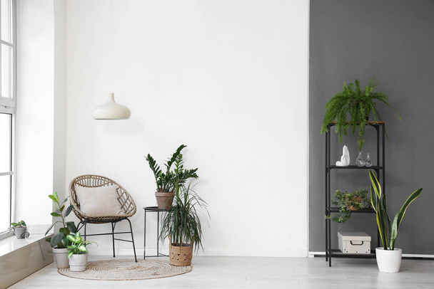 Інтер'єр вітальні з кріслом і кімнатними рослинами - Фото, зображення