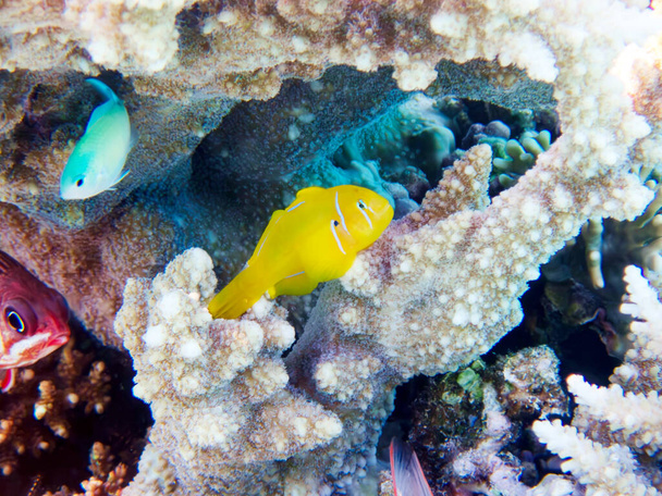 Citron coral goby fish - (Gobiodon citrinus) - Photo, Image