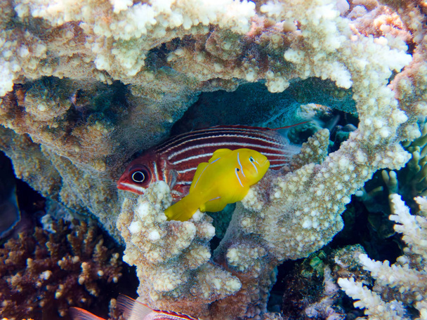 Citron coral goby fish - (Gobiodon citrinus) - Photo, Image