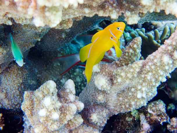 Citron corail goby fish - (Gobiodon citrinus) - Photo, image