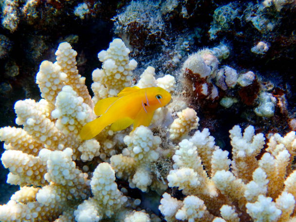 Citroen koraal geit vis - (Gobiodon citrinus) - Foto, afbeelding