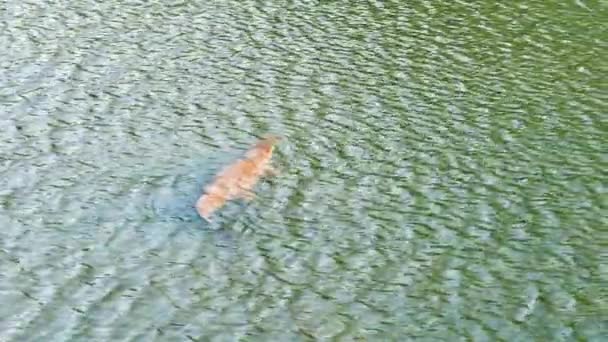  річка крокодил плаває в річці, вид зверху вниз. Високоякісні відеозаписи 4k - Кадри, відео