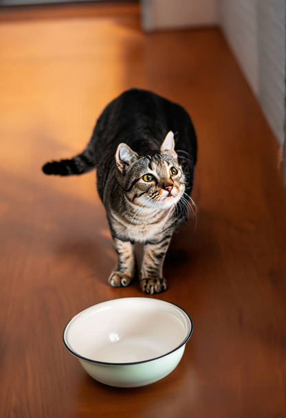 Kot spoglądający obok pustej miski z jedzeniem - Zdjęcie, obraz