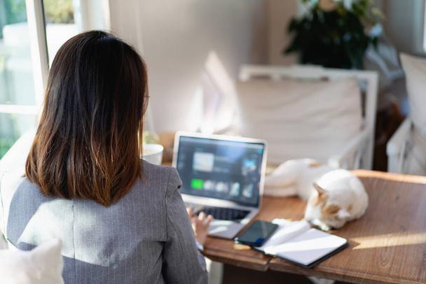 Atrás. Mujer de negocios asiática pensando en ideas y el uso de ordenador portátil que trabaja en el escritorio en la cafetería. Mujer de negocios trabajar y jugar con gato blanco en la mesa. - Foto, imagen