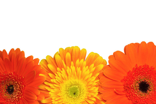 Orange and yellow chrysanthemum flowers - Fotografie, Obrázek