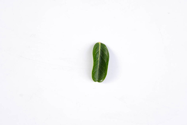 Jeden zelený list tropického stromu izolované na bílém pozadí. - Fotografie, Obrázek