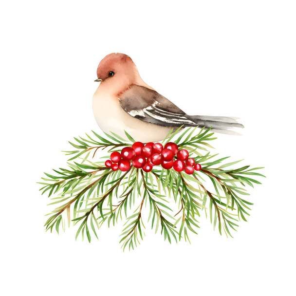 ウォーターカラーの冬の鳥は赤いホリーベリー,ベクターで火をつけます. 白に孤立した. ベクトルイラスト - ベクター画像
