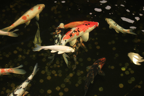 Koi ponty hal japán úszás akvárium. Piros dekoratív halak és érmék tárolótartály. A jó szerencse és a jólét, a japán szimbólumok. - Fotó, kép