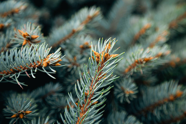 επιλεκτική εστίαση του white pine κλαδιά με βελόνες σε θολή φόντο. - Φωτογραφία, εικόνα