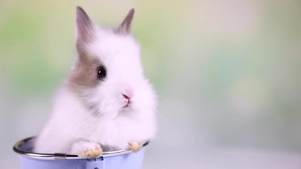 Baby Bunny zitten in emmer - Video