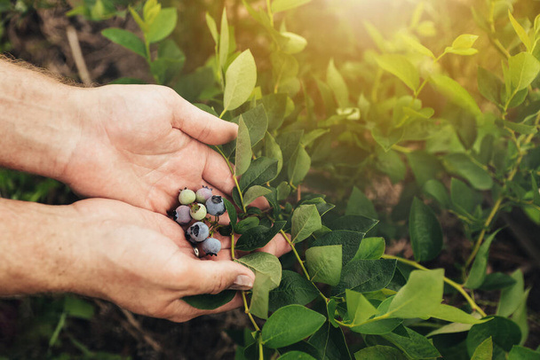 Κοντινό πλάνο του αρσενικού αγρότη χέρι εκμετάλλευση φρέσκα ώριμα κλαδιά μύρτιλλα ή θάμνος από θάμνο σε σπιτικό κήπο ή φρούτα αγρόκτημα. Εμφάνιση και παρουσίαση διαφόρων σταδίων ωρίμανσης. Καλλιέργεια εποχιακών μπλε μούρων - Φωτογραφία, εικόνα