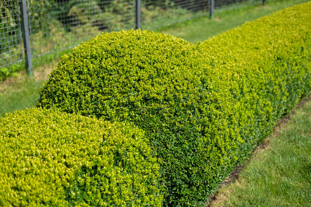 Trimmed boxwood bushes close-up in a landscape park. Blur and selective focus. - Photo, Image