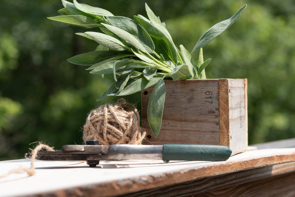 Caja de madera con un manojo de salvia fresca sentada en un banco de jardín con tijeras de podar y cordel de yute. - Foto, Imagen