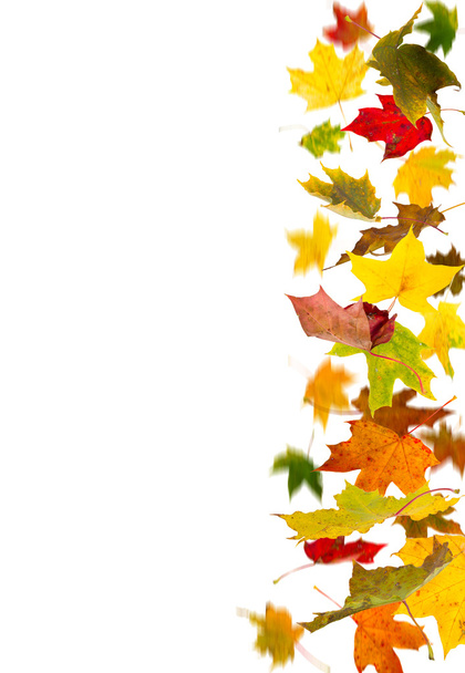 Falling leaves - Foto, Bild