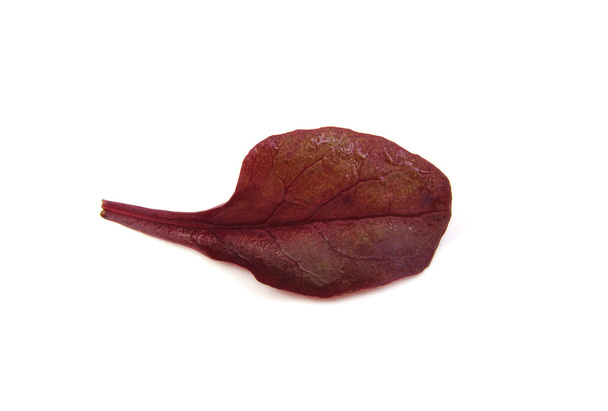 Paarse Sla leaf op witte achtergrond - Foto, afbeelding