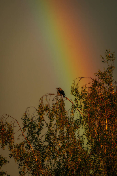 Krähen auf den Wipfeln der Bäume Regenbogen auf der Krähe. Weiche selektive Fokussierung. Ein künstlich erzeugtes körniges Bild - Foto, Bild