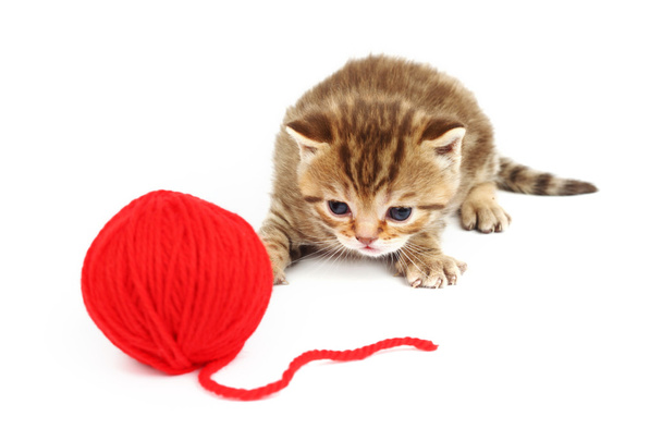 Cat and red wool ball - Фото, зображення