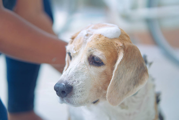 speelse beagles, genieten van inzepen, bubbelbaden, huisdierenhygiëne, huishouding, en happy bath time - Foto, afbeelding