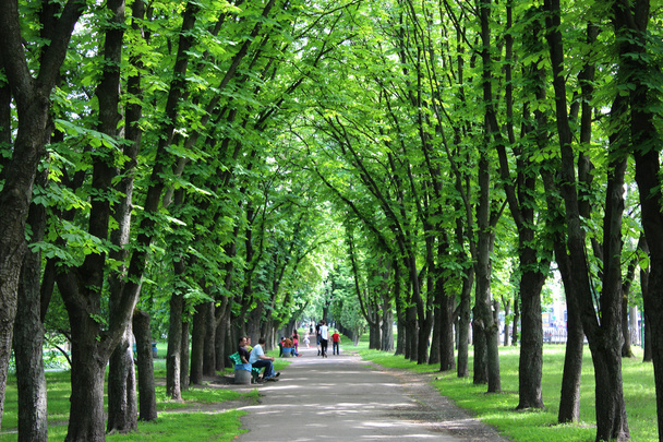 Beau parc avec de nombreux arbres verts
 - Photo, image